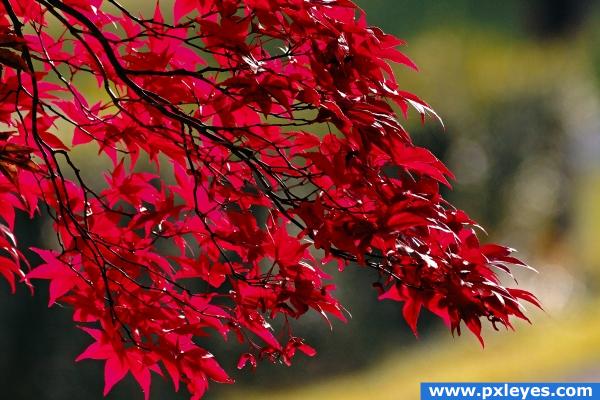 Canadian Red Maple